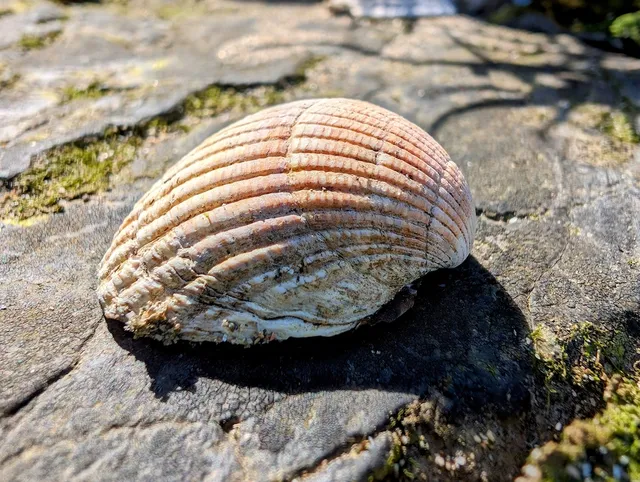 Sea shell on a rock, Wales